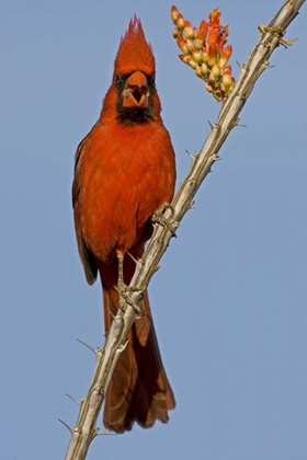Picture of ARIZONA MALE CARDINAL EATING OCOTILLO BLOSSOM