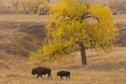 Picture of SOUTH DAKOTA, CUSTER SP BISON MOTHER AND CALF