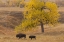 Picture of SOUTH DAKOTA, CUSTER SP BISON MOTHER AND CALF