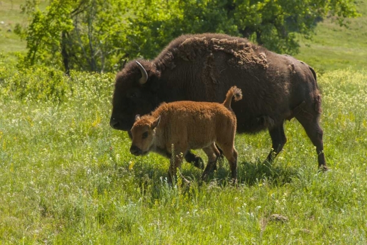 Picture of SOUTH DAKOTA, CUSTER SP BISON MOTHER AND CALF