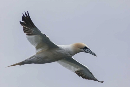 Picture of ICELAND, SNAEFELLSNES NORTHERN GANNET GLIDING