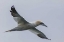 Picture of ICELAND, SNAEFELLSNES NORTHERN GANNET GLIDING