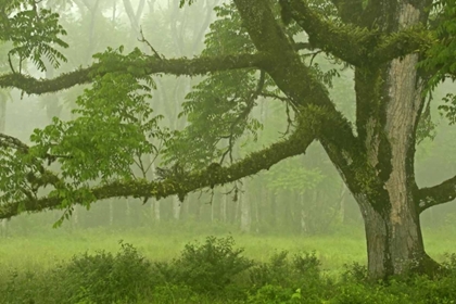 Picture of ECUADOR, SANTA CRUZ ISLAND MOSSY TREE AND FOG