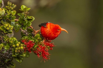 Picture of HAWAII, HAKALAU FOREST IIWI BIRD ON OHIA TREE