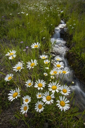 Picture of COLORADO, SAN JUAN MTS DAISIES NEXT TO STREAM