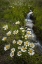 Picture of COLORADO, SAN JUAN MTS DAISIES NEXT TO STREAM