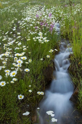 Picture of COLORADO, SAN JUAN MTS DAISIES NEXT TO STREAM