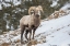 Picture of WYOMING, YELLOWSTONE NP BIGHORN SHEEP IN SNOW