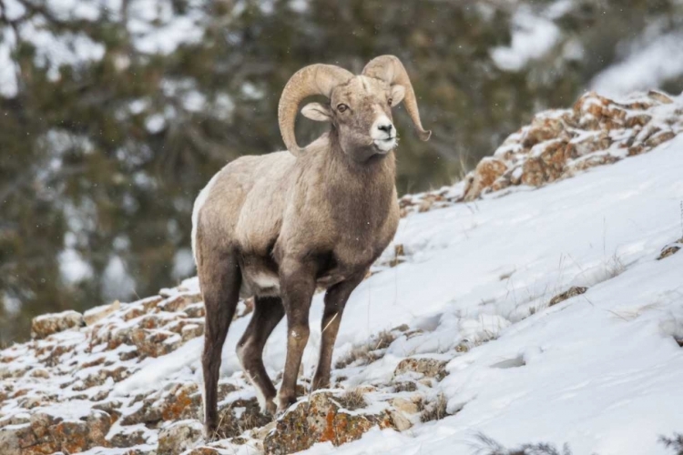 Picture of WYOMING, YELLOWSTONE NP BIGHORN SHEEP IN SNOW