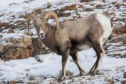 Picture of WYOMING, YELLOWSTONE NP BIGHORN SHEEP IN SNOW
