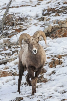 Picture of WYOMING, YELLOWSTONE NP BIGHORN SHEEP IN SNOW