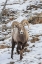 Picture of WYOMING, YELLOWSTONE NP BIGHORN SHEEP IN SNOW