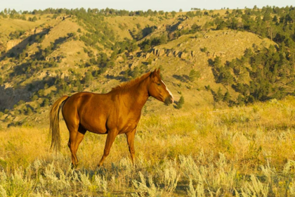Picture of SOUTH DAKOTA, WILD HORSE SANCTUARY WILD HORSE