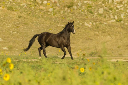 Picture of SOUTH DAKOTA, WILD HORSE SANCTUARY WILD HORSE