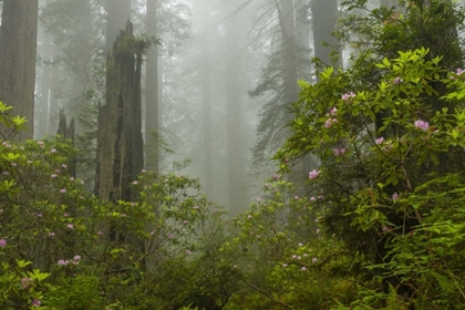 Picture of CALIFORNIA, REDWOODS NP FOG AND RHODODENDRONS