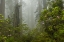 Picture of CALIFORNIA, REDWOODS NP FOG AND RHODODENDRONS