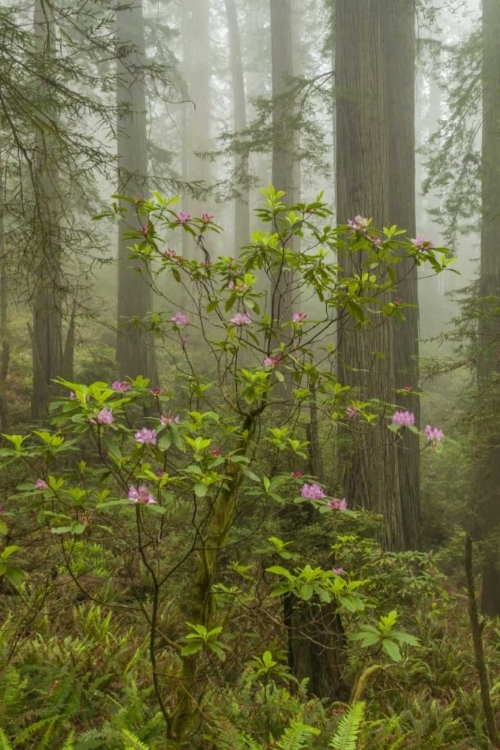 Picture of CALIFORNIA, REDWOODS NP FOG AND RHODODENDRONS