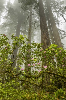 Picture of CALIFORNIA, REDWOODS NP FOG AND RHODODENDRONS