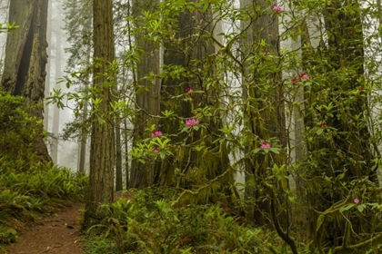Picture of CALIFORNIA, REDWOODS NP FOG AND RHODODENDRONS