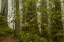 Picture of CALIFORNIA, REDWOODS NP FOG AND RHODODENDRONS