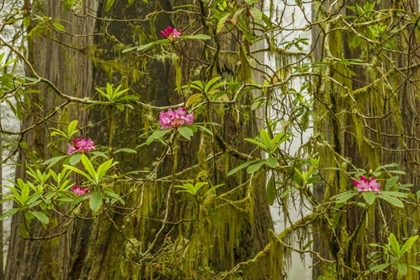 Picture of CALIFORNIA, REDWOODS NP FOG AND RHODODENDRONS