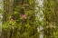 Picture of CALIFORNIA, REDWOODS NP FOG AND RHODODENDRONS