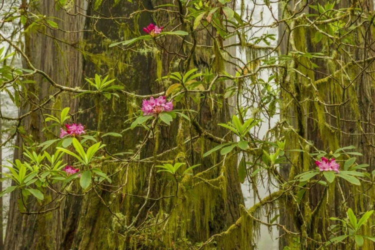 Picture of CALIFORNIA, REDWOODS NP FOG AND RHODODENDRONS