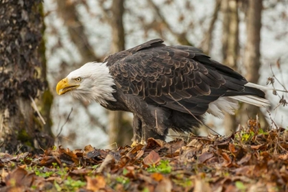 Picture of ALASKA, CHILKAT PRESERVE BALD EAGLE ON GROUND