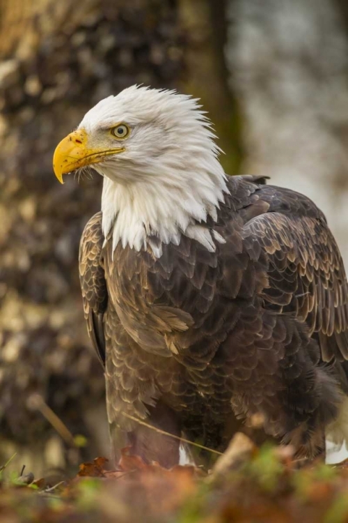 Picture of ALASKA, CHILKAT PRESERVE BALD EAGLE ON GROUND