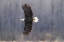 Picture of ALASKA, CHILKAT PRESERVE BALD EAGLE IN FLIGHT