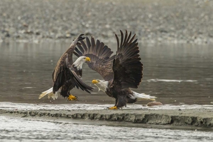 Picture of ALASKA, CHILKAT PRESERVE BALD EAGLES FIGHTING