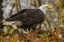 Picture of ALASKA, CHILKAT PRESERVE BALD EAGLE ON GROUND