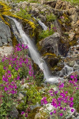 Picture of ALASKA, GLACIER BAY NP FIREWEED AND WATERFALL