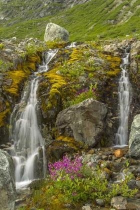 Picture of ALASKA, GLACIER BAY NP FIREWEED AND WATERFALL