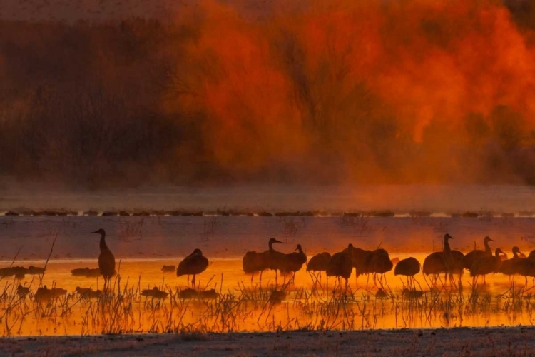 Picture of NEW MEXICO, BOSQUE DEL APACHE SANDHILL CRANES