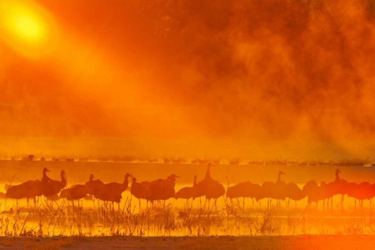 Picture of NEW MEXICO, BOSQUE DEL APACHE SANDHILL CRANES