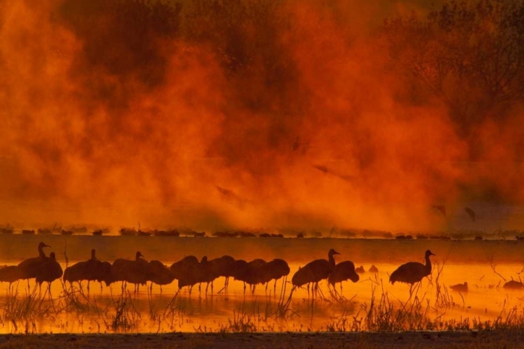 Picture of NEW MEXICO, BOSQUE DEL APACHE SANDHILL CRANES