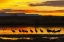 Picture of NEW MEXICO, BOSQUE DEL APACHE SANDHILL CRANES