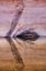 Picture of UTAH, GLEN CANYON ABSTRACT REFLECTION SANDSTONE