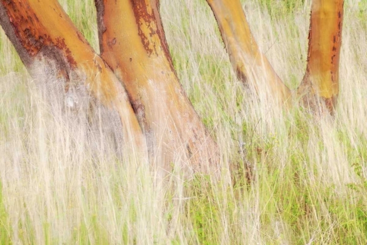 Picture of WASHINGTON, SAN JUANS GRASSES AND MADRONE TREES