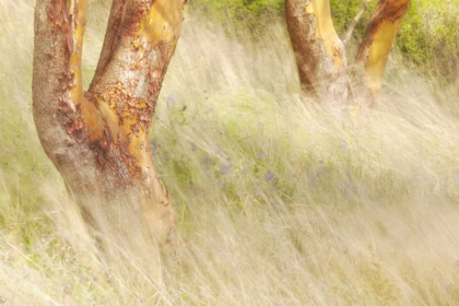 Picture of WASHINGTON, SAN JUANS GRASSES AND MADRONE TREES