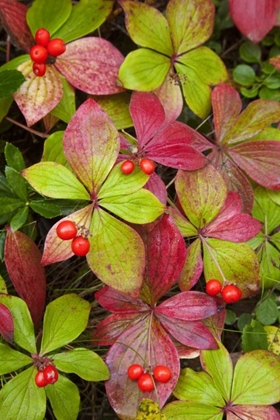 Picture of CANADA, BC, MOUNT ROBSON PP BUNCHBERRY LEAVES