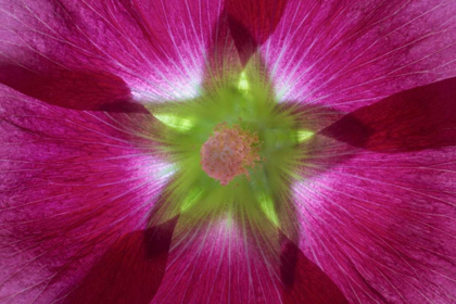 Picture of WASHINGTON, SEABECK HOLLYHOCK BLOSSOM COMPOSITE