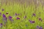 Picture of ALASKA, GLACIER BAY NP FLOWERS IN GRASSY MEADOW