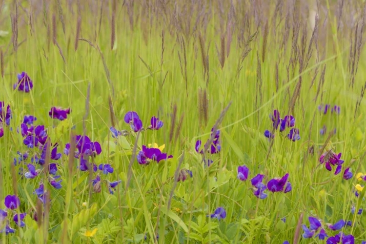 Picture of ALASKA, GLACIER BAY NP FLOWERS IN GRASSY MEADOW