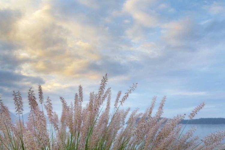 Picture of WASHINGTON, SEABECK PENNISETUM ORNAMENTAL GRASS