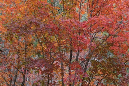 Picture of TEXAS, GUADALUPE MTAINS NP BIGTOOTH MAPLE TREES