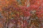 Picture of TEXAS, GUADALUPE MTAINS NP BIGTOOTH MAPLE TREES