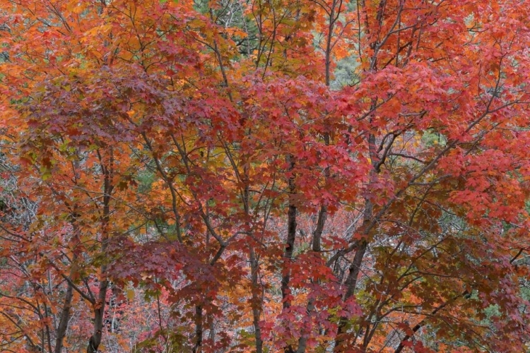 Picture of TEXAS, GUADALUPE MTAINS NP BIGTOOTH MAPLE TREES