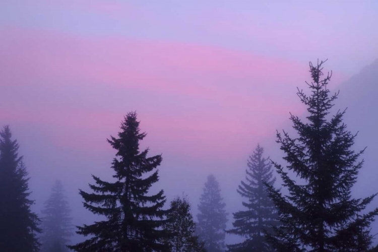 Picture of CANADA, BC, MT ROBSON PP FOGGY SUNRISE SCENIC